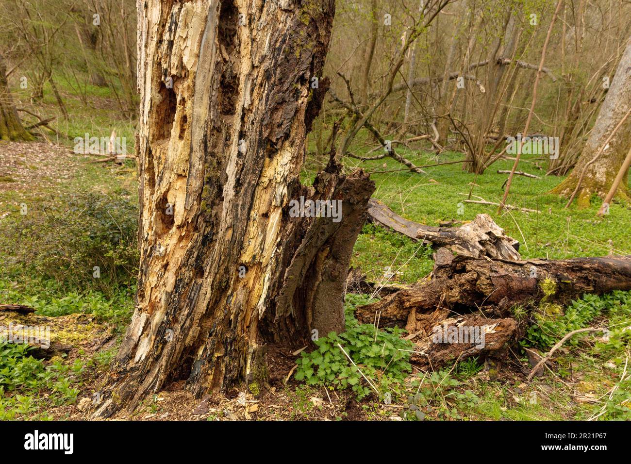 Moody woodland landscape with rotting tree stump prominent, surviving ...