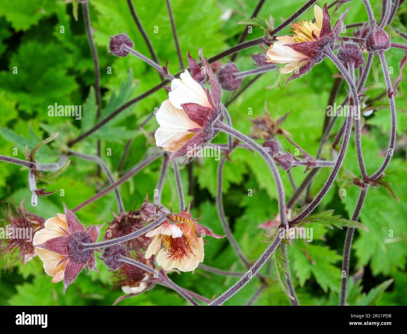 Delightful spring flowering Geum 'Savanna Sunset’, avens 'Savanna Sunset’. Natural close up flowering plant portrait Stock Photo
