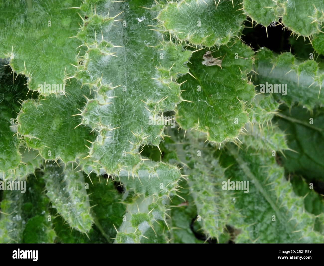 Highly textured plant patterns and structures of young Berkheya Purpurea., Stock Photo