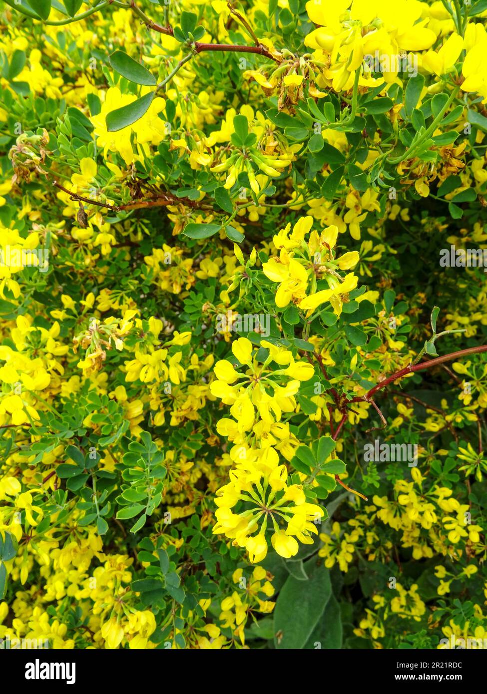 Brilliant Coronilla valentina subsp. Glauca,flowering in spring sunshine. Natural close up environmental plant portrait Stock Photo