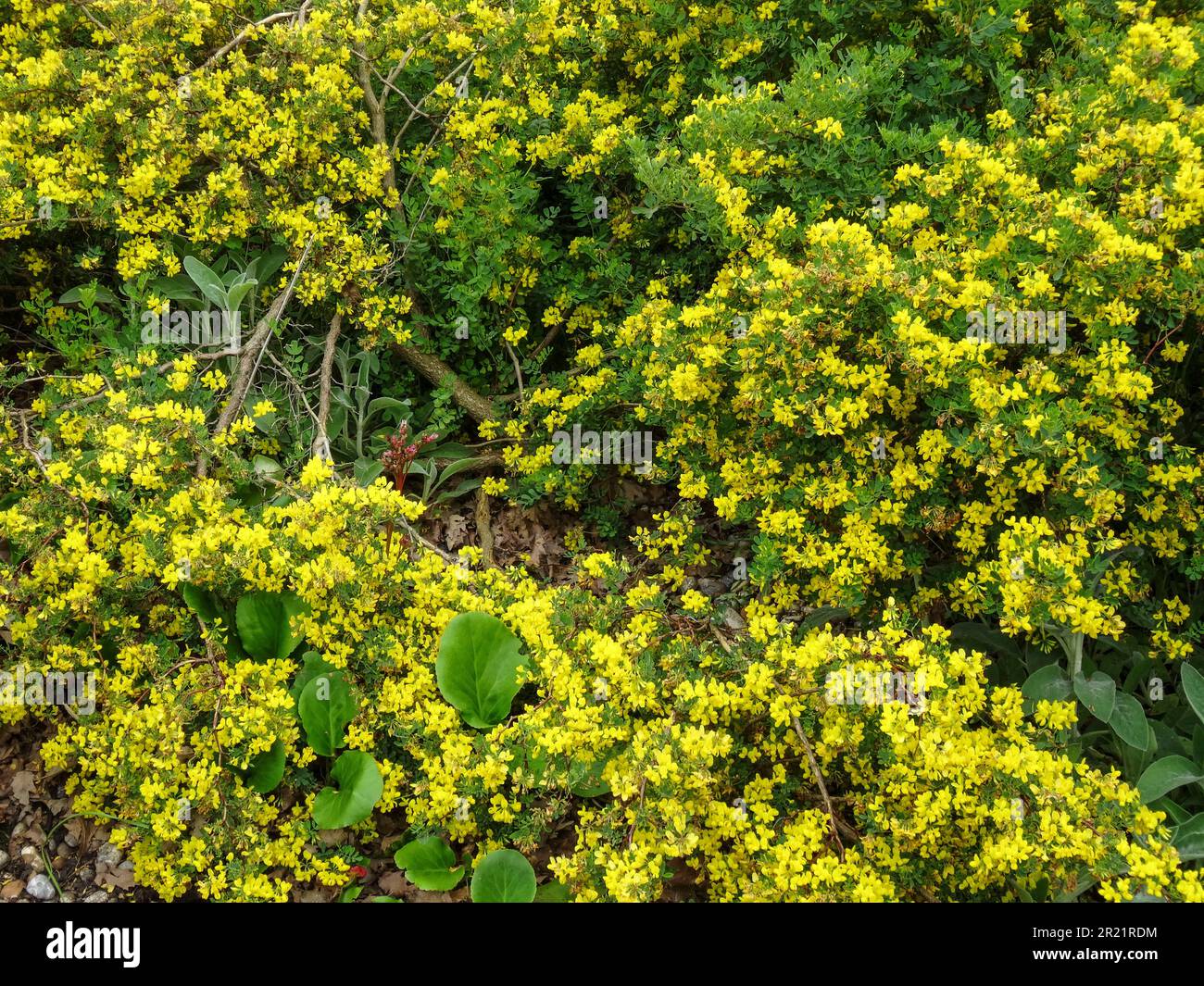 Brilliant Coronilla valentina subsp. Glauca,flowering in spring sunshine. Natural close up environmental plant portrait Stock Photo