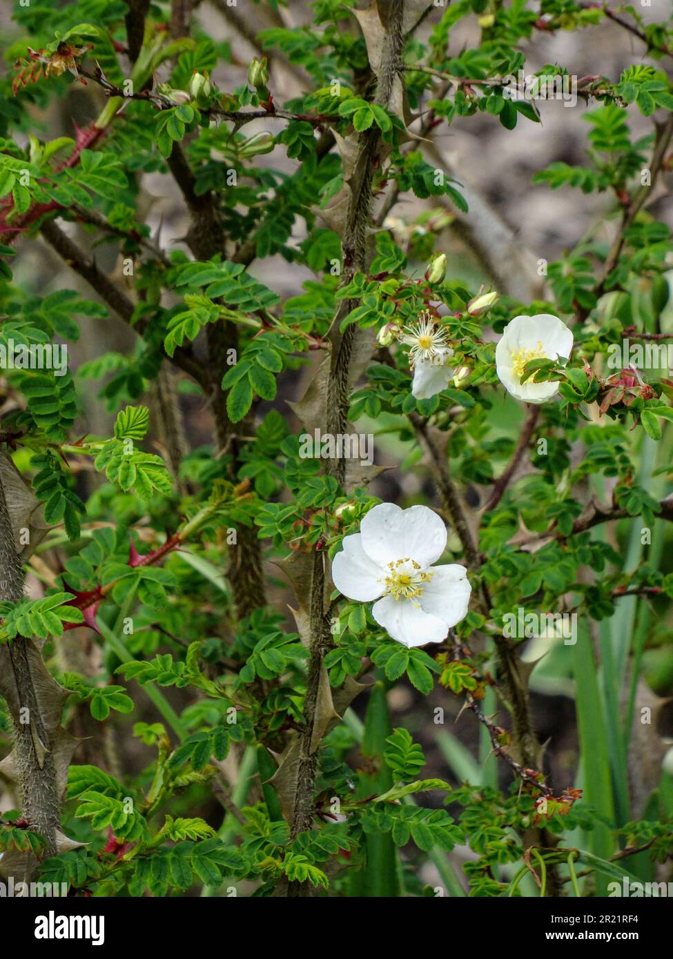 Natural close up plant portrait of white shrub rose Rosa Sericea sub. Omeiiensis f. Pteracantha. Natural close up flowering plant portrait Stock Photo