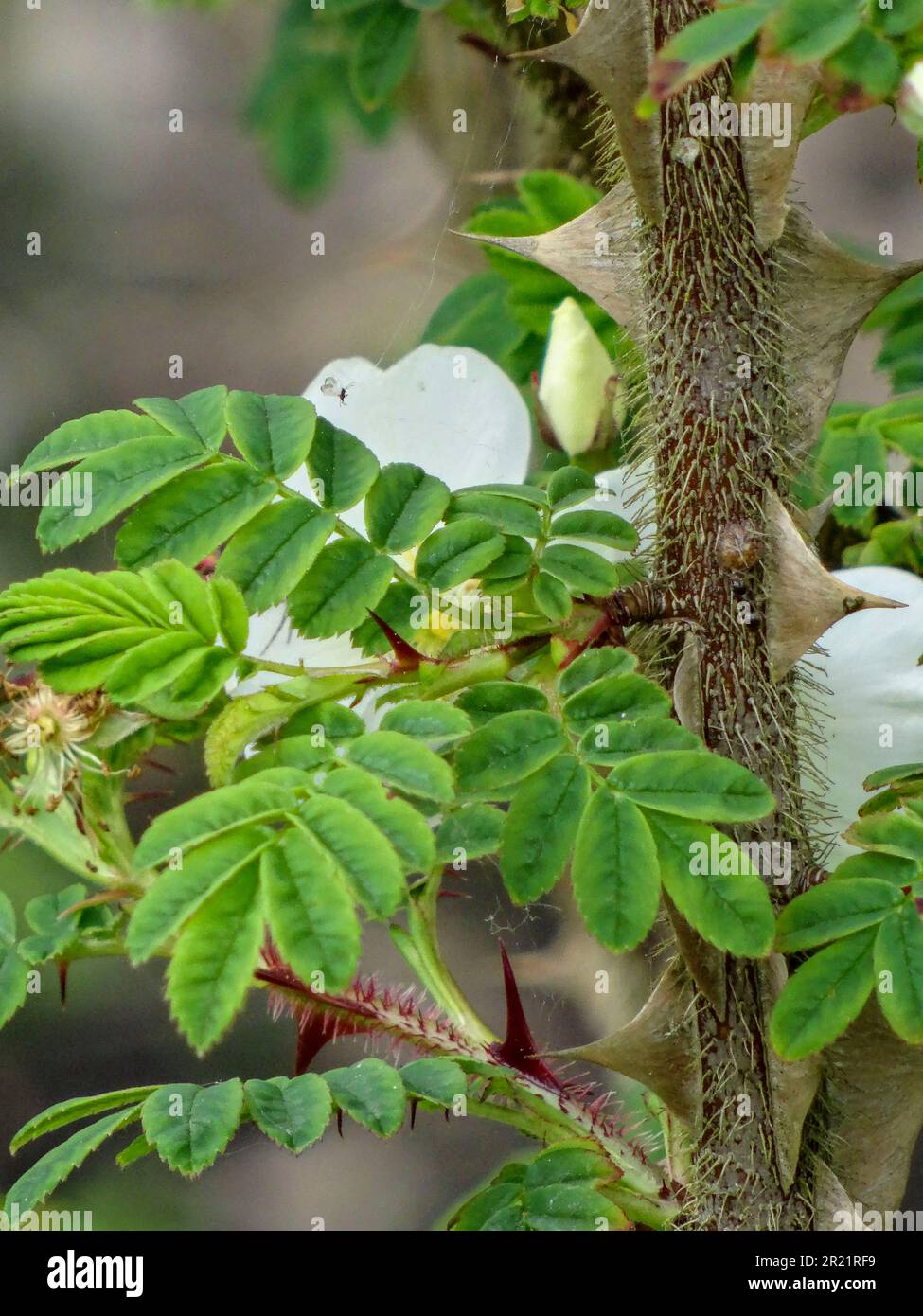 Natural close up plant portrait of white shrub rose Rosa Sericea sub. Omeiiensis f. Pteracantha. Natural close up flowering plant portrait Stock Photo