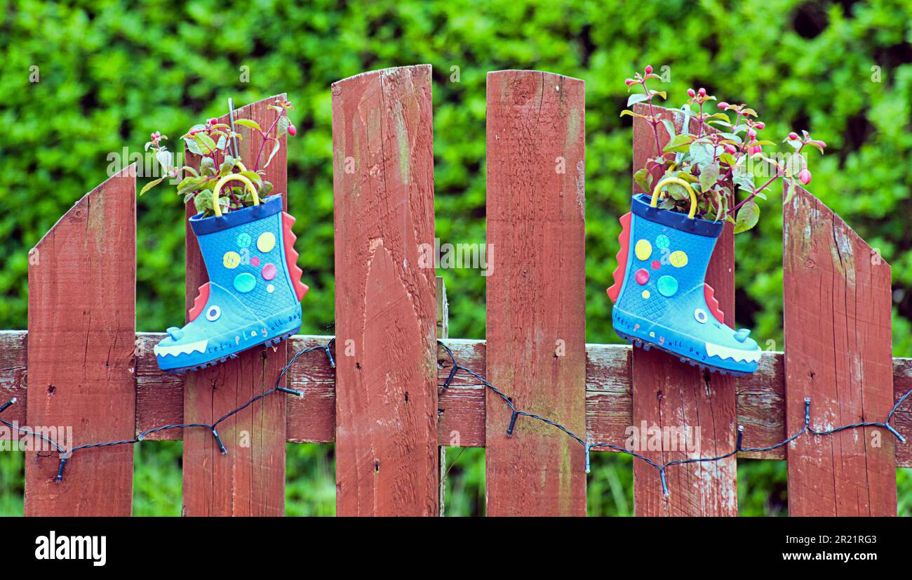 garden plants in childrens wellingtons to make colourful garden ornaments as pots Stock Photo