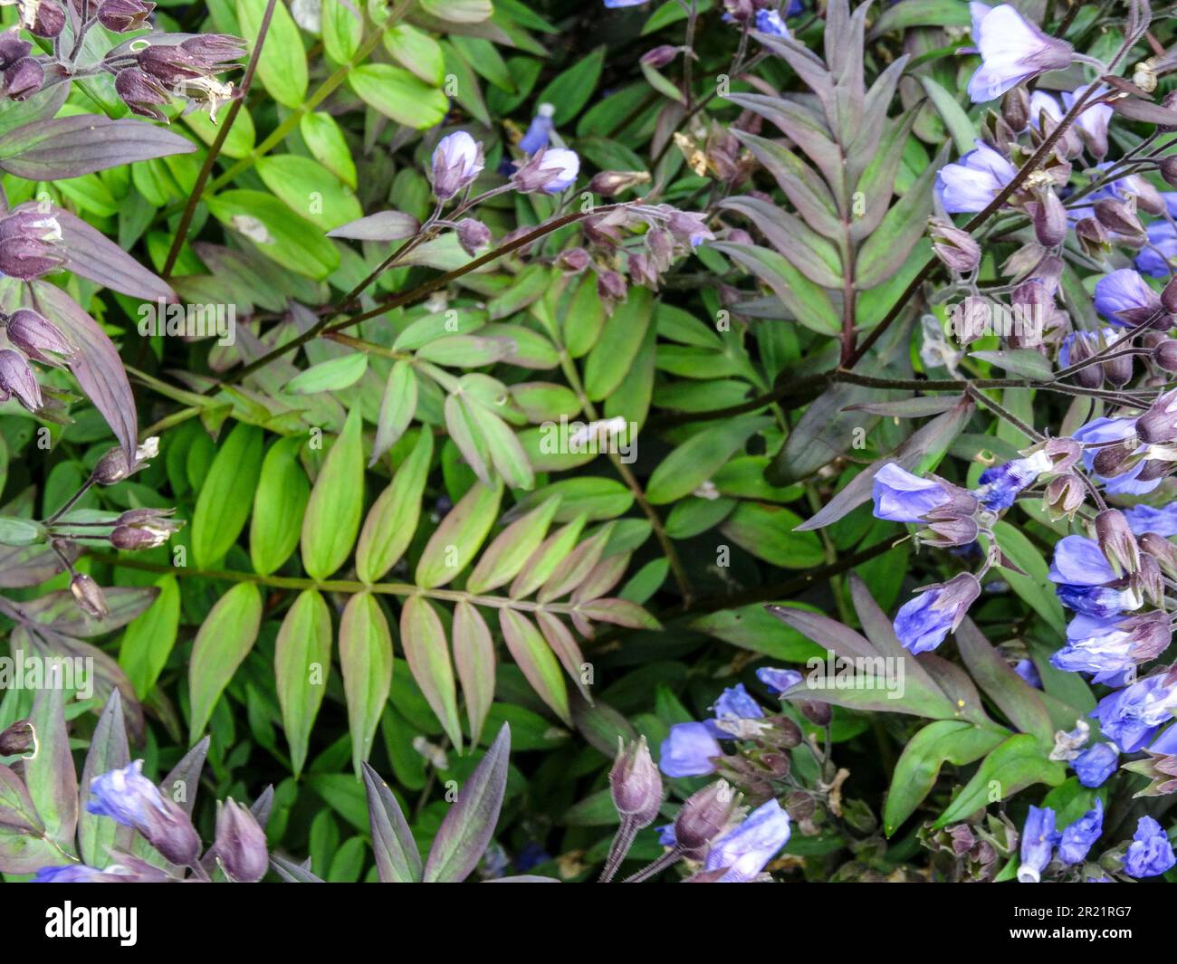 Close up natural flowering plant portrait of Polemonium - Heaven Scent Stock Photo