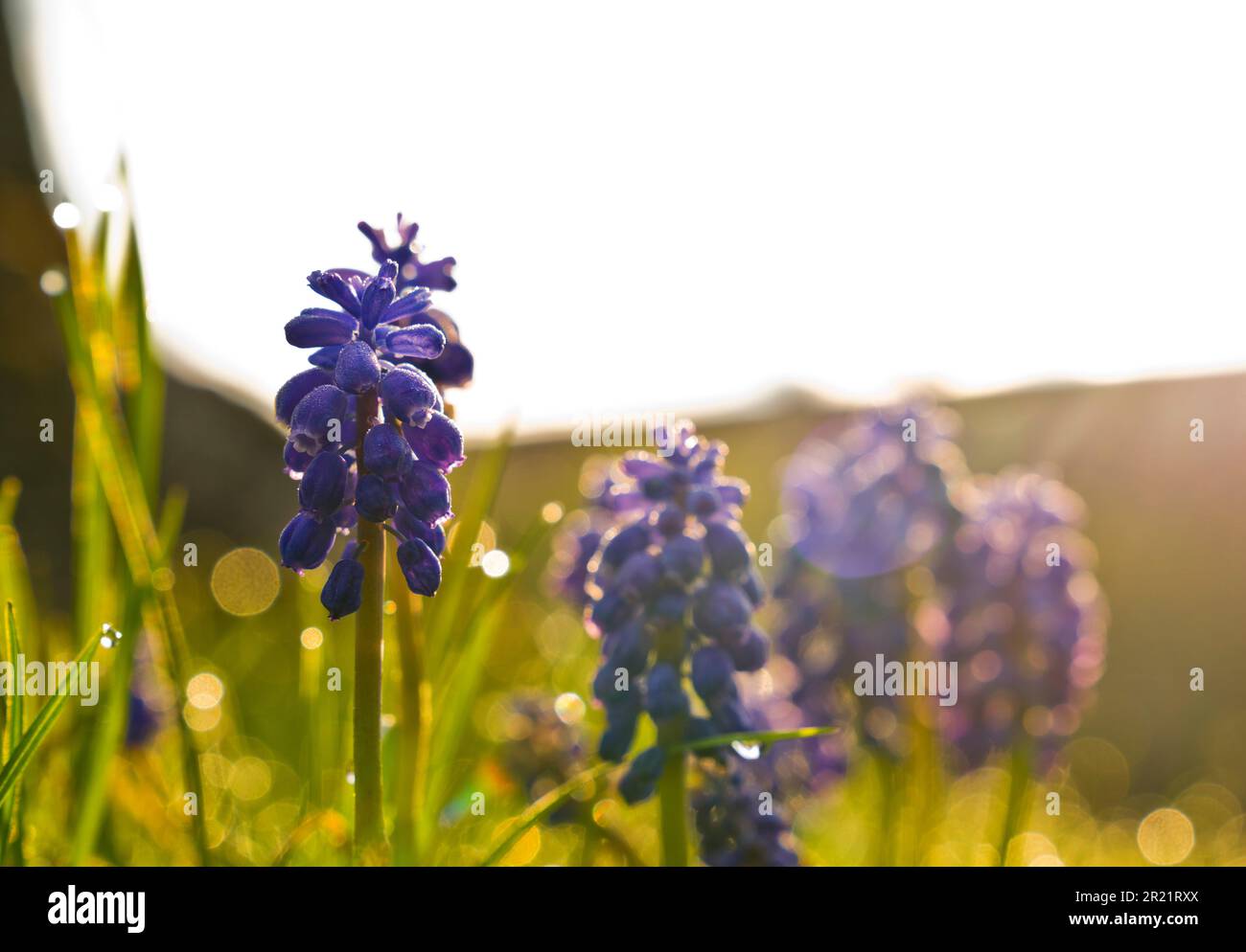 Purple flowers in yard hi-res stock photography and images - Alamy