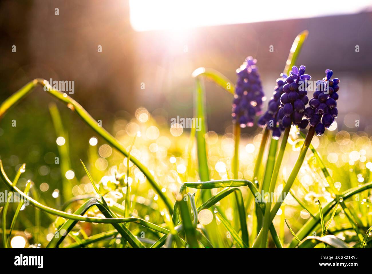 Purple flowers in yard hi-res stock photography and images - Alamy