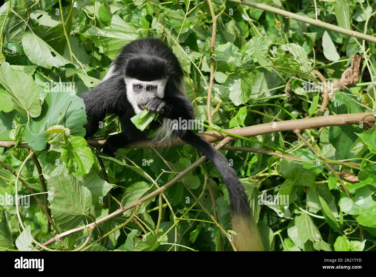 Black and white colobus monkey munching on a green leaf Stock Photo Alamy