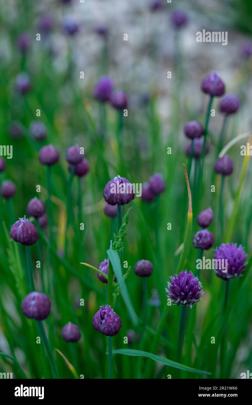 Petite natural closeup plant portrait of Onion grass, Allium