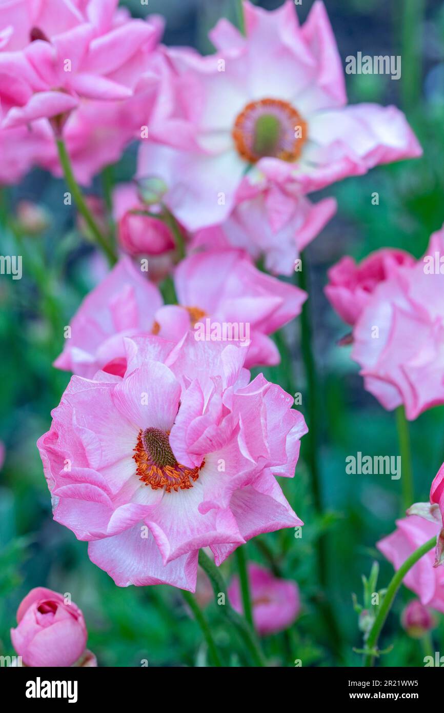 Ranunculus Rococo Natural close up / macro flowering plant portrait of Ranunculus ...