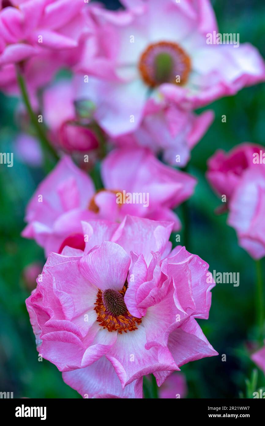 Ranunculus Rococo Ranunculus rococo hi-res stock photography and images - Alamy