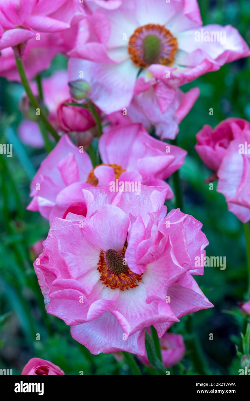 Ranunculus Rococo Ranunculus rococo hi-res stock photography and images - Alamy