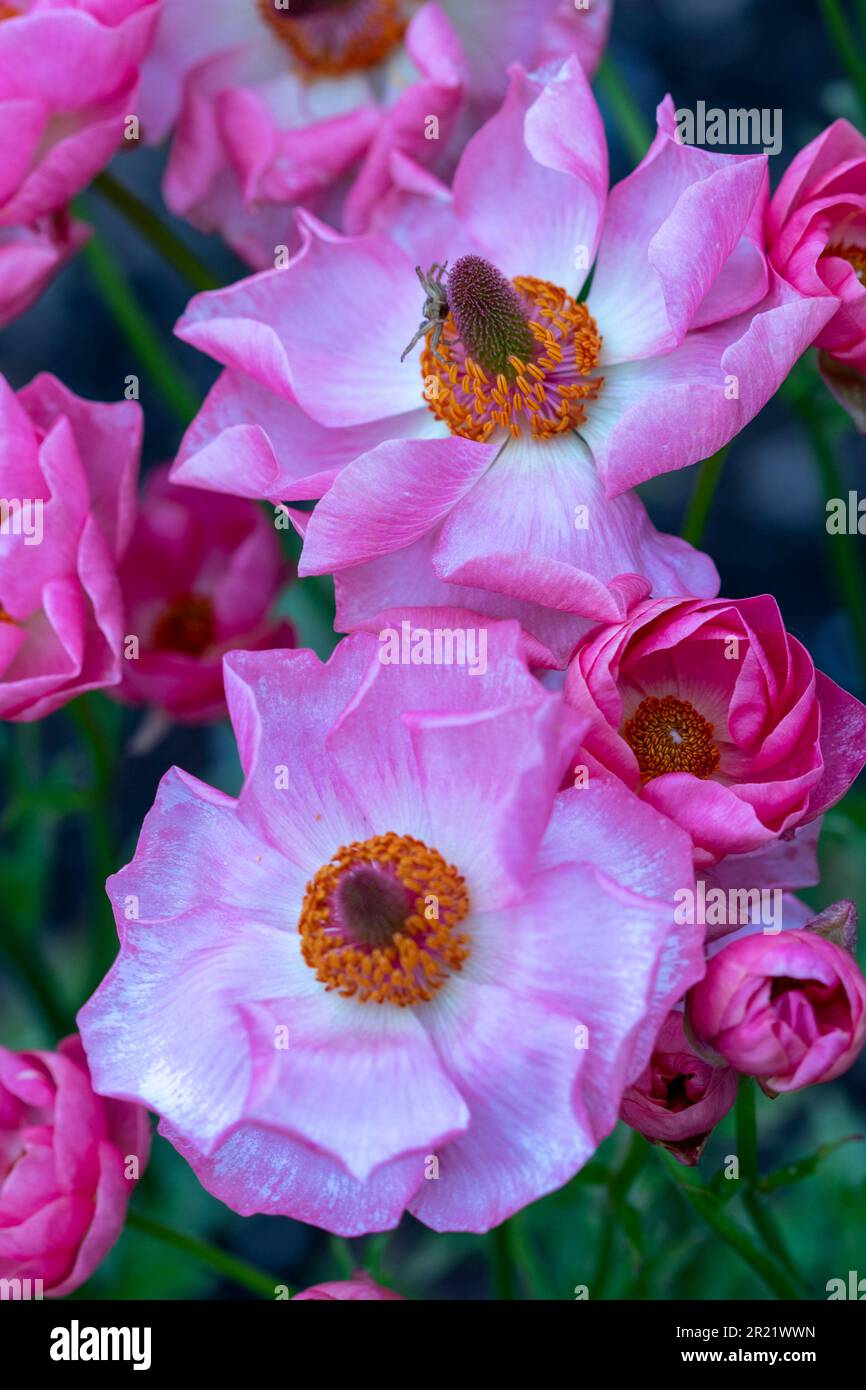 Ranunculus Rococo Natural close up / macro flowering plant portrait of Ranunculus ...