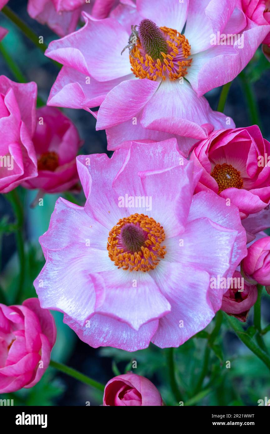 Ranunculus Rococo Courtyard perennials hi-res stock photography and images - Alamy
