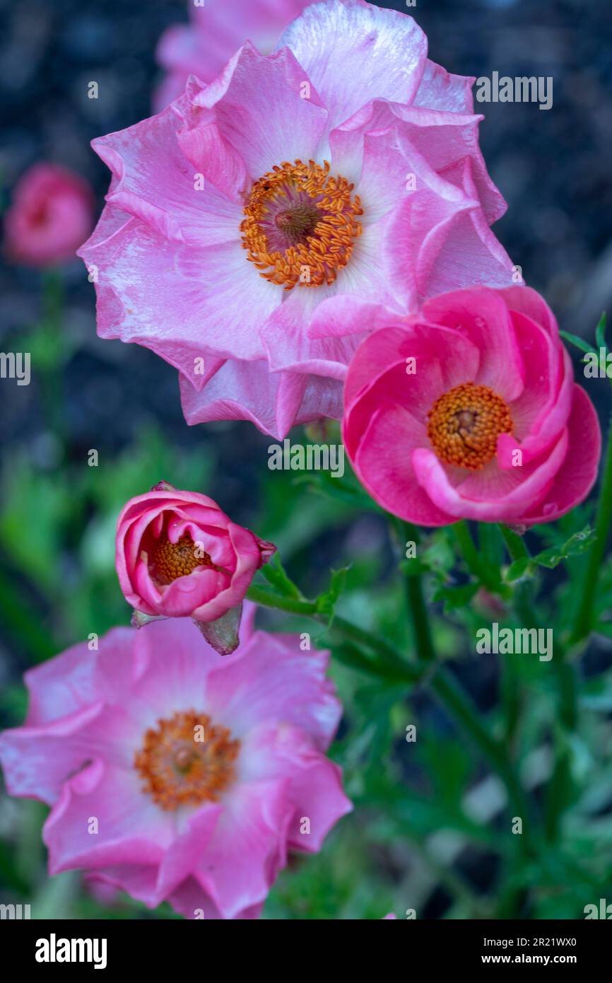 Ranunculus Rococo Natural close up / macro flowering plant portrait of Ranunculus ...
