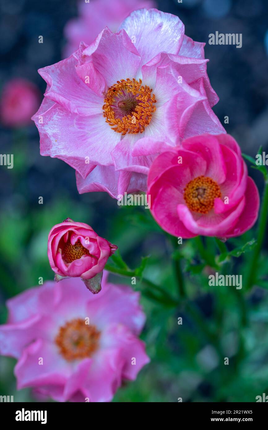 Delightful close up natural flower portrait of Ranunculus (Rococo ...