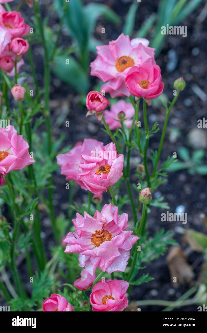Ranunculus rococo hi-res stock photography and images - Alamy
