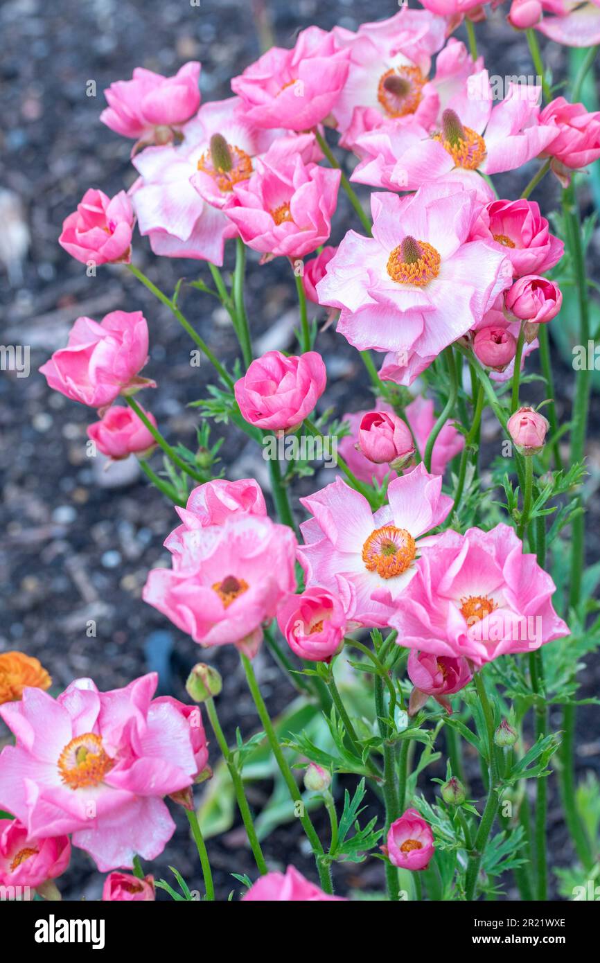 Ranunculus Rococo Ranunculus rococo hi-res stock photography and images - Alamy