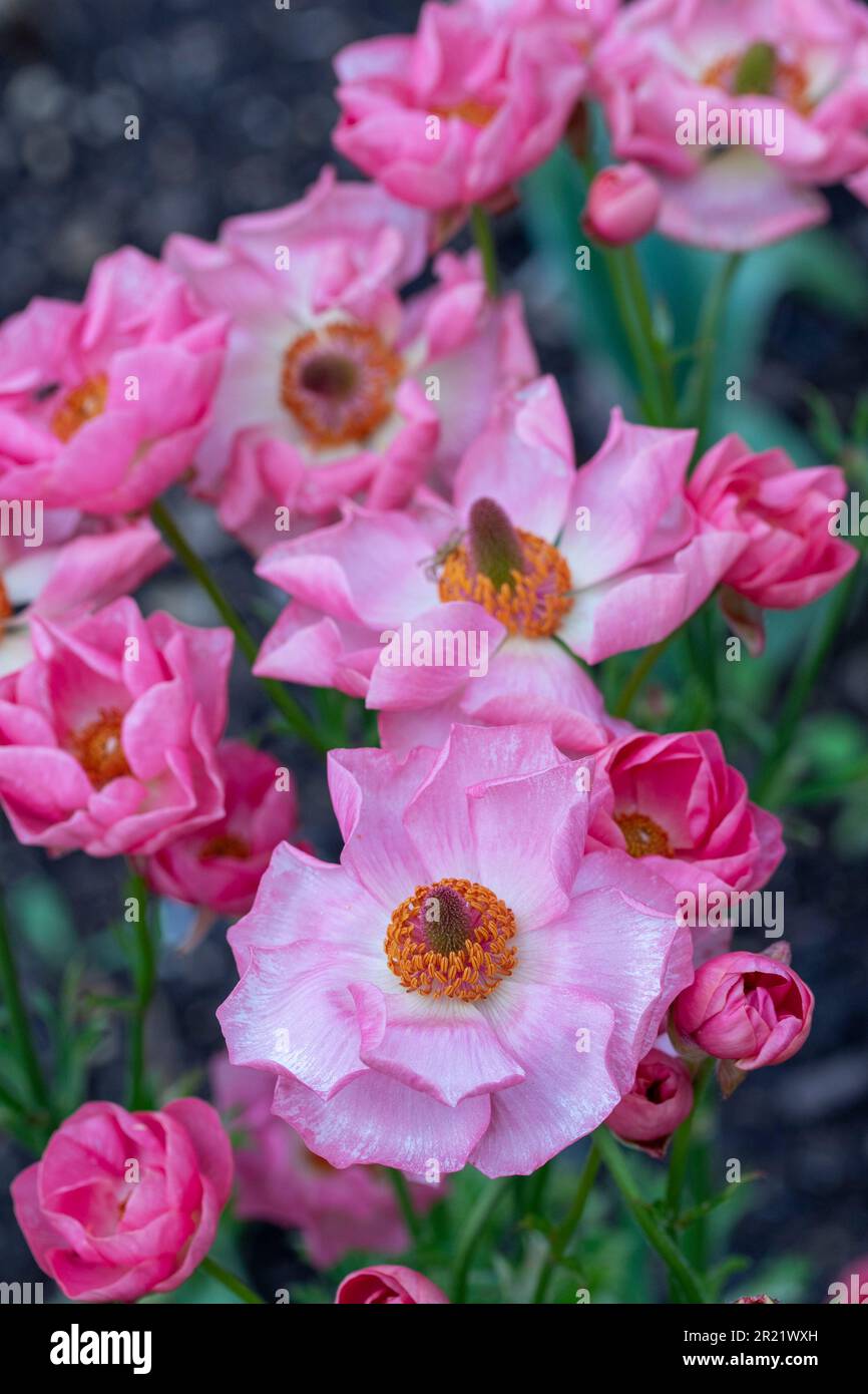 Delicately beautiful Ranunculus - Rococo series. Natural close up plant ...