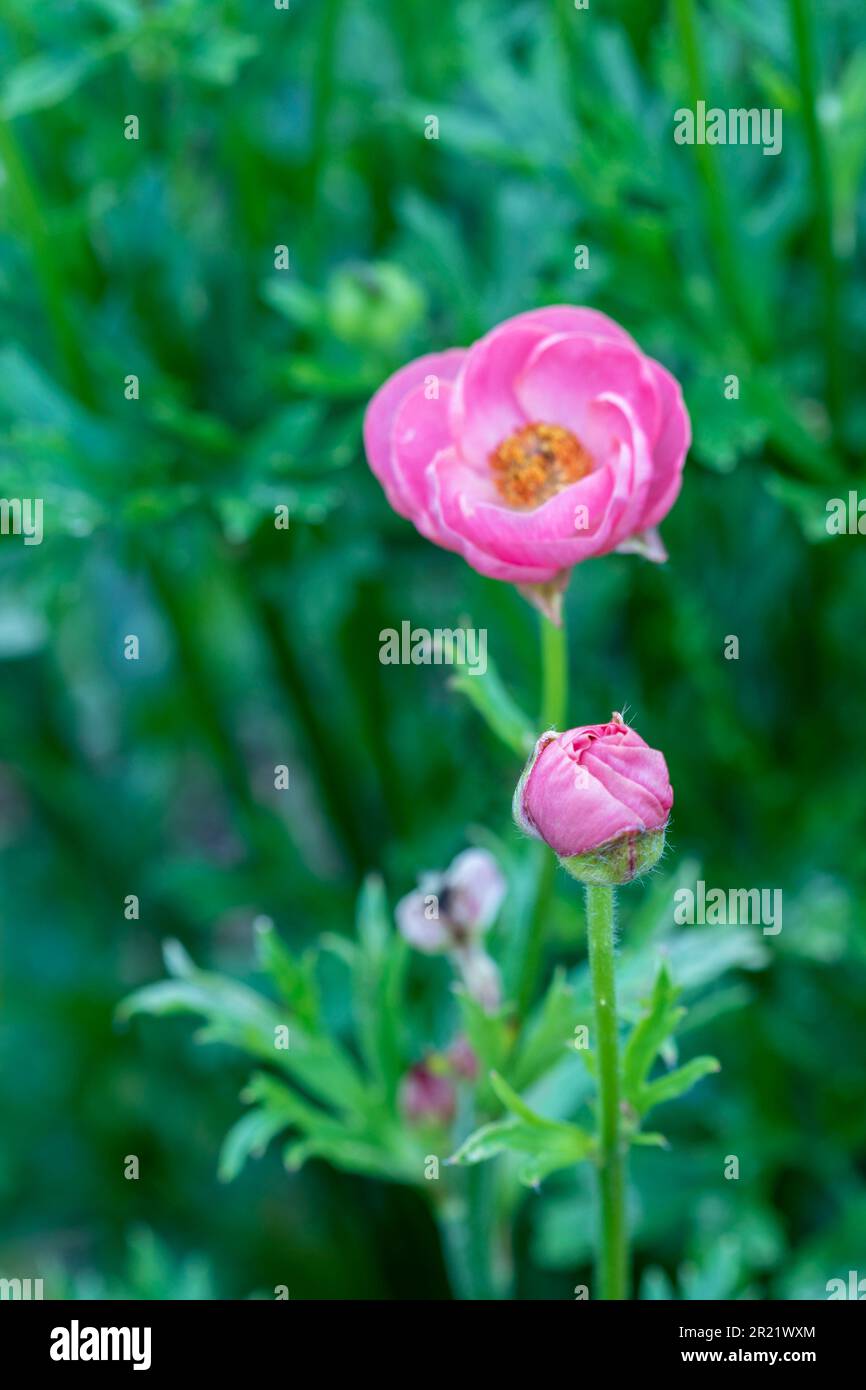 Ranunculus Rococo Ranunculus rococo hi-res stock photography and images - Alamy