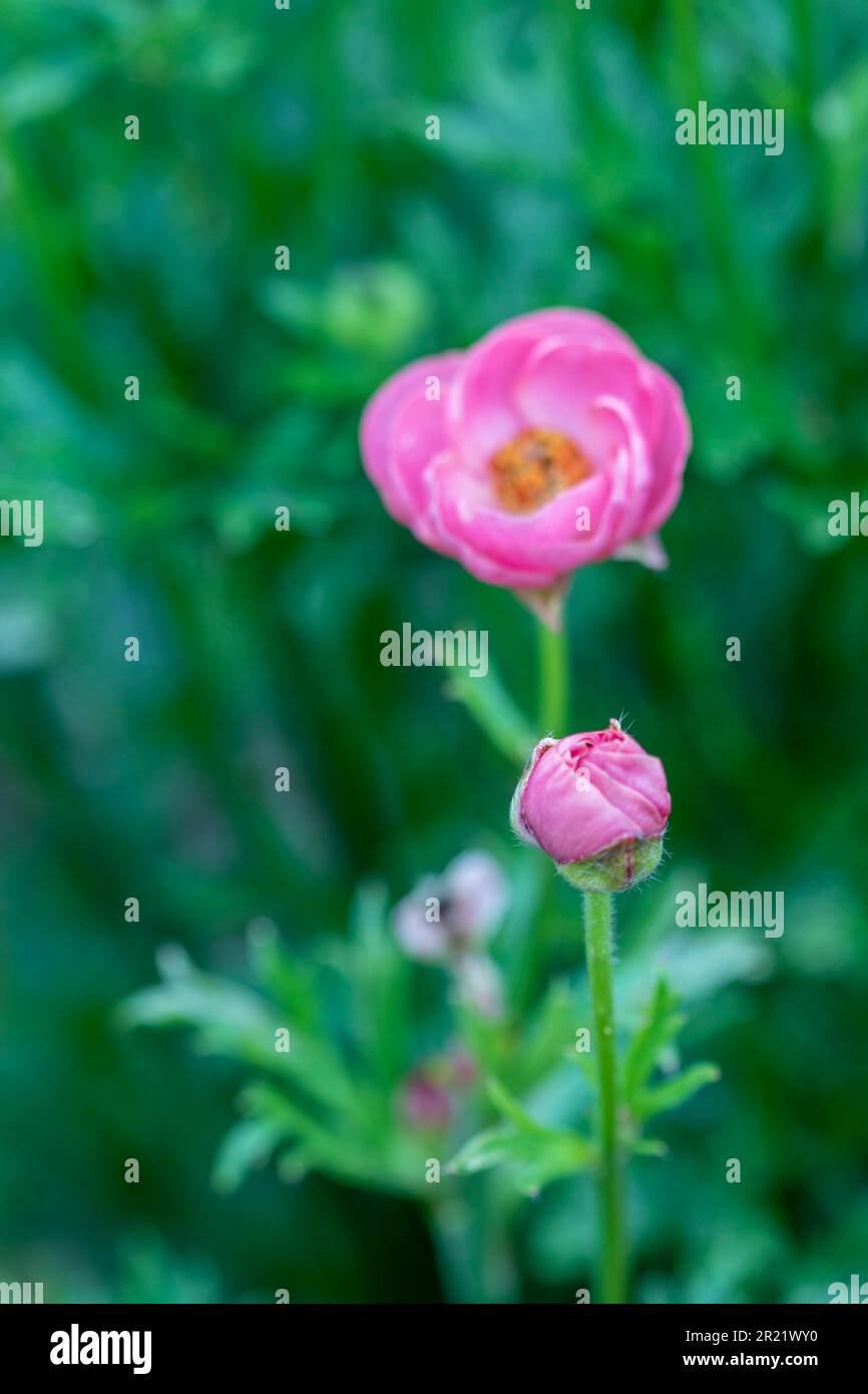 Delicately beautiful Ranunculus - Rococo series. Natural close up plant ...