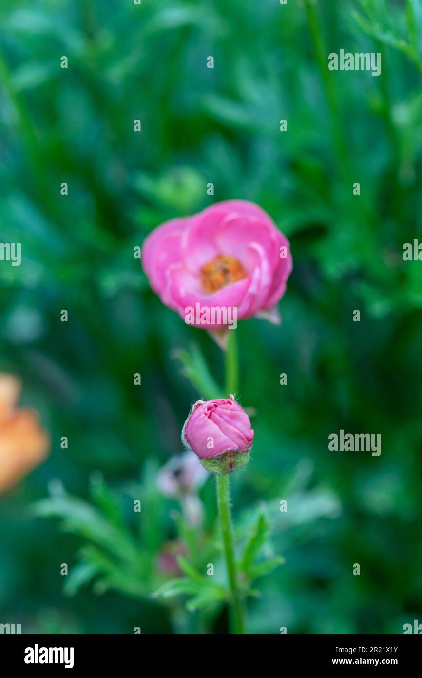 Ranunculus Rococo Ranunculus rococo hi-res stock photography and images - Alamy