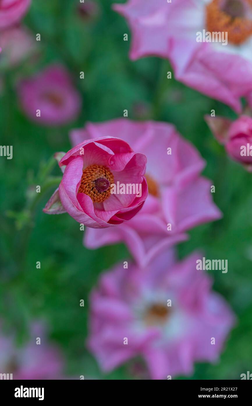 Delicately beautiful Ranunculus - Rococo series. Natural close up plant ...