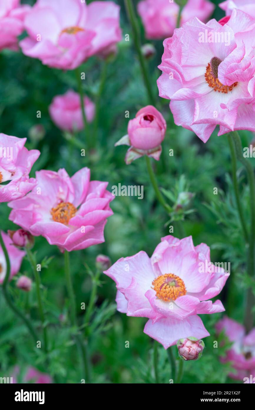 Delicately beautiful Ranunculus - Rococo series. Natural close up plant ...