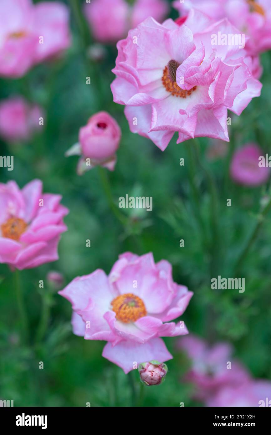 Rannunculus Rococo Delicately beautiful Ranunculus - Rococo series. Natural close up plant ...