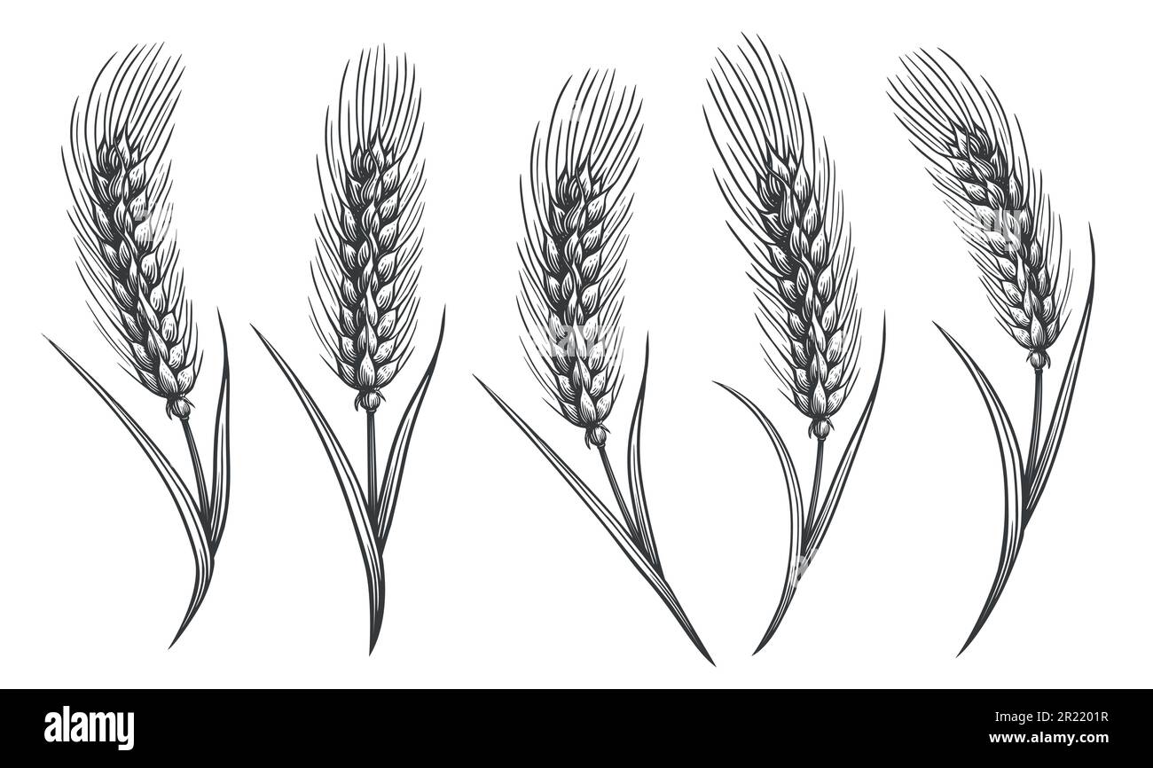 Spikelets of wheat sketch. Hand drawn ears of wheat for decoration, packaging design of bakery. Vector illustration  Stock Vector