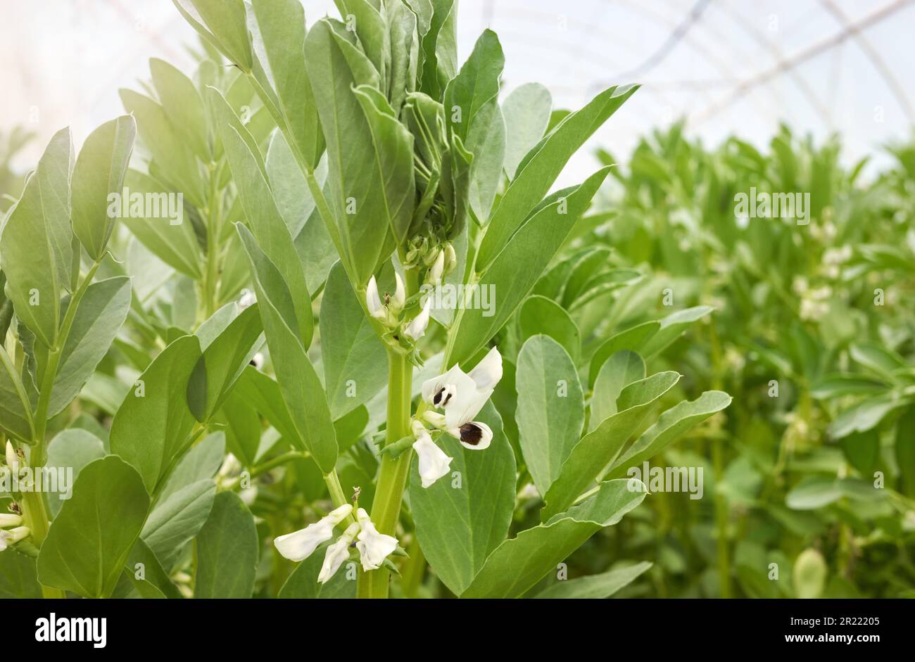 Flowering broad bean (fava bean) at an organic greenhouse farm, selective focus. Stock Photo