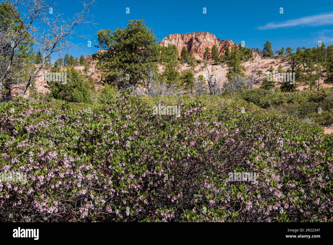 Choke Cherry blossoms and red rock mesas along Kolob Terrace Road Zions National Park, Utah, USA Stock Photo