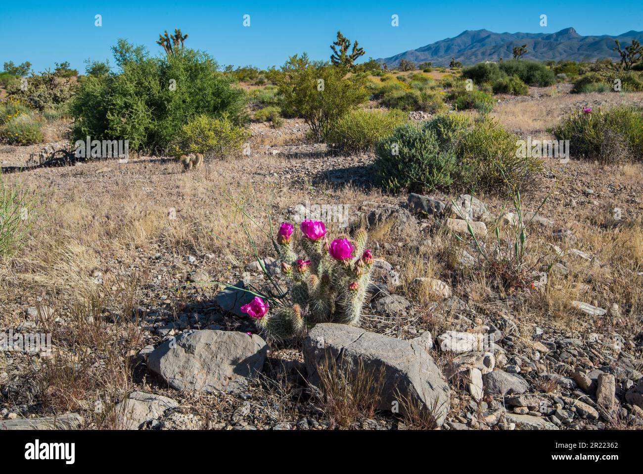 Delicate flowers and cactus in the northern Mojave desert. Stock Photo