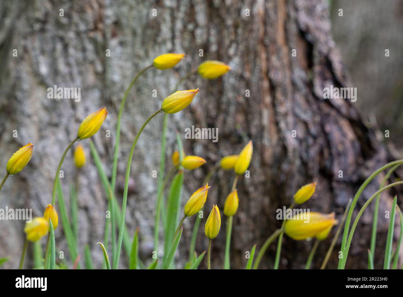 Tulipa sylvestris on a rainy day. Old Manor Park. Stock Photo