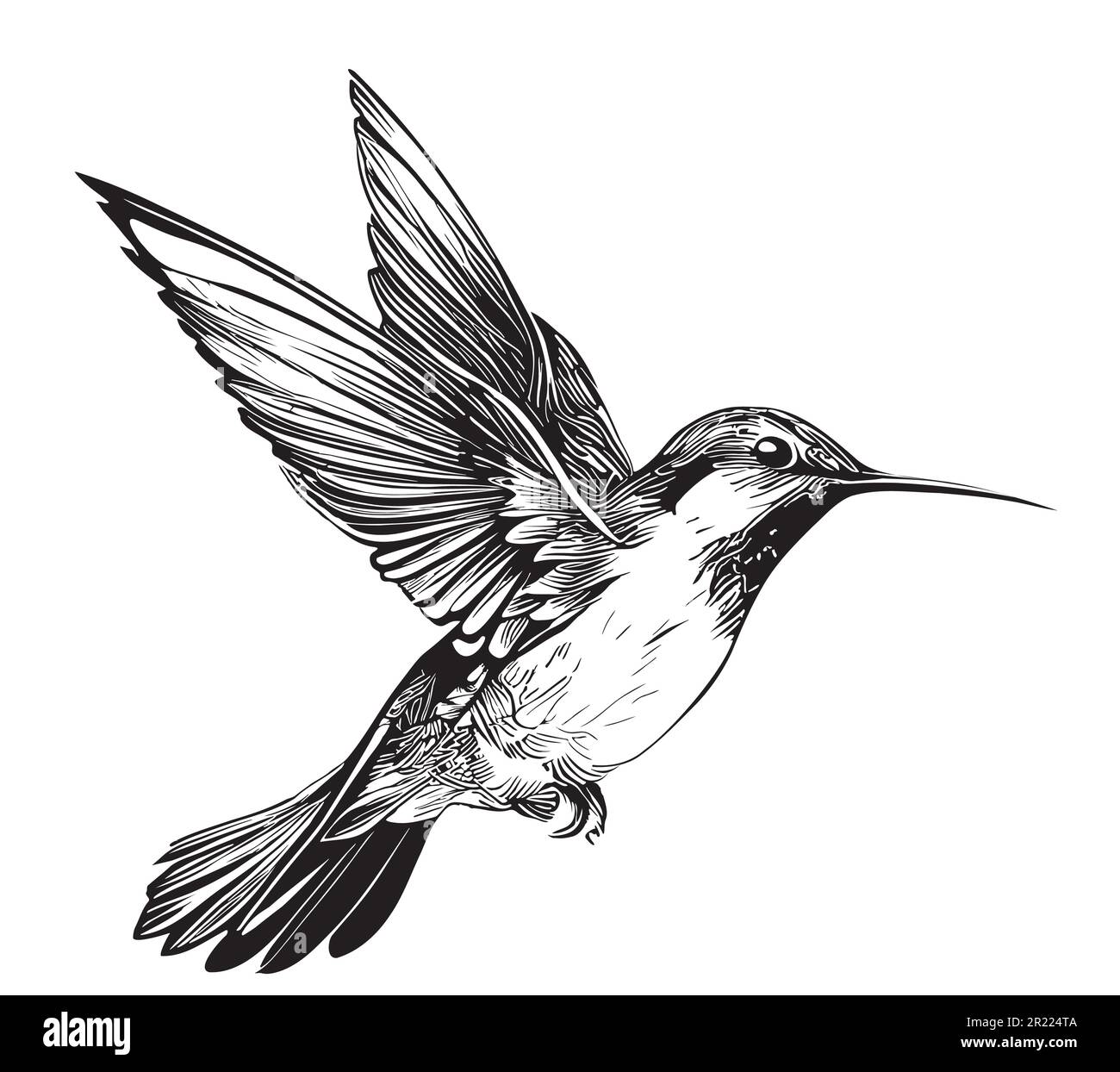 Hummingbird Flying Drawing