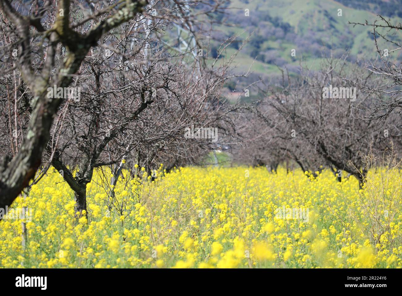 Changing seasons backdrop hi-res stock photography and images - Alamy