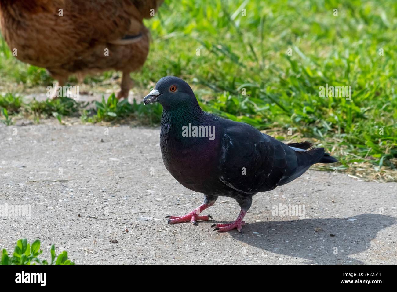 Pigeon eating seed, hungry bird Stock Photo Alamy