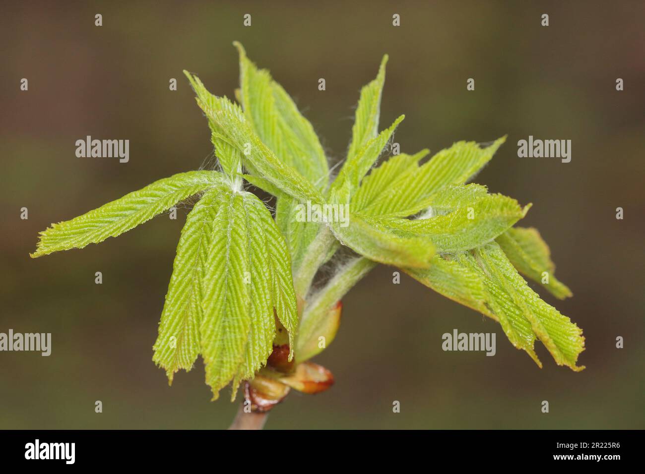 Aesculus hippocastanum, the horse chestnut budding leaf detail Stock Photo