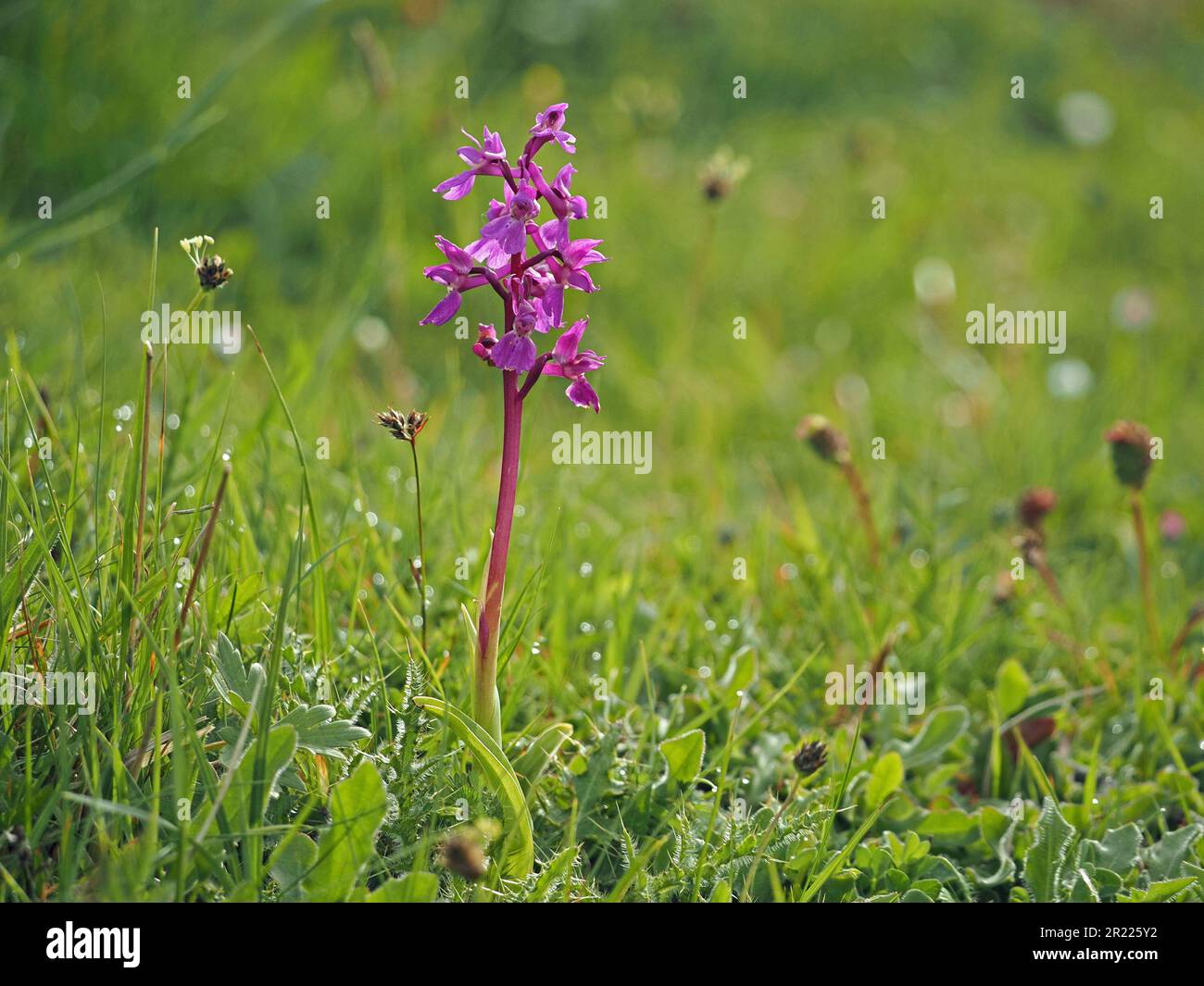 flower spike of Early purple orchid (Orchis mascula) with typical purple flowers growing wild  in Cumbria England UK Stock Photo