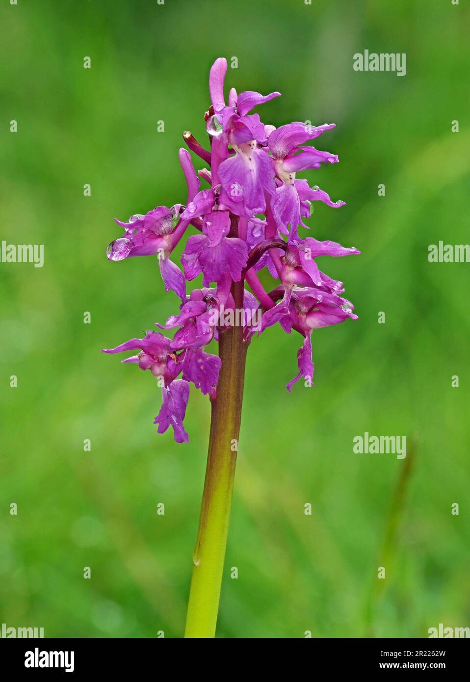 flower spike of Early purple orchid (Orchis mascula) with typical purple flowers growing wild  in Lancashire England UK Stock Photo