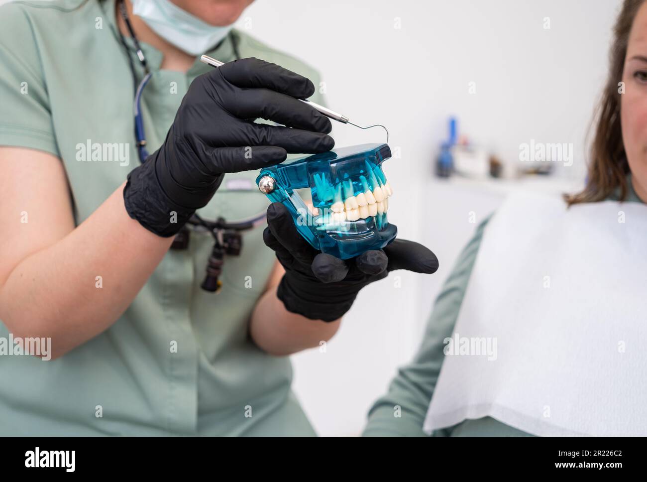 A dental professional, wearing gloves and a mask, holds a dental model of the upper and lower jaws Stock Photo
