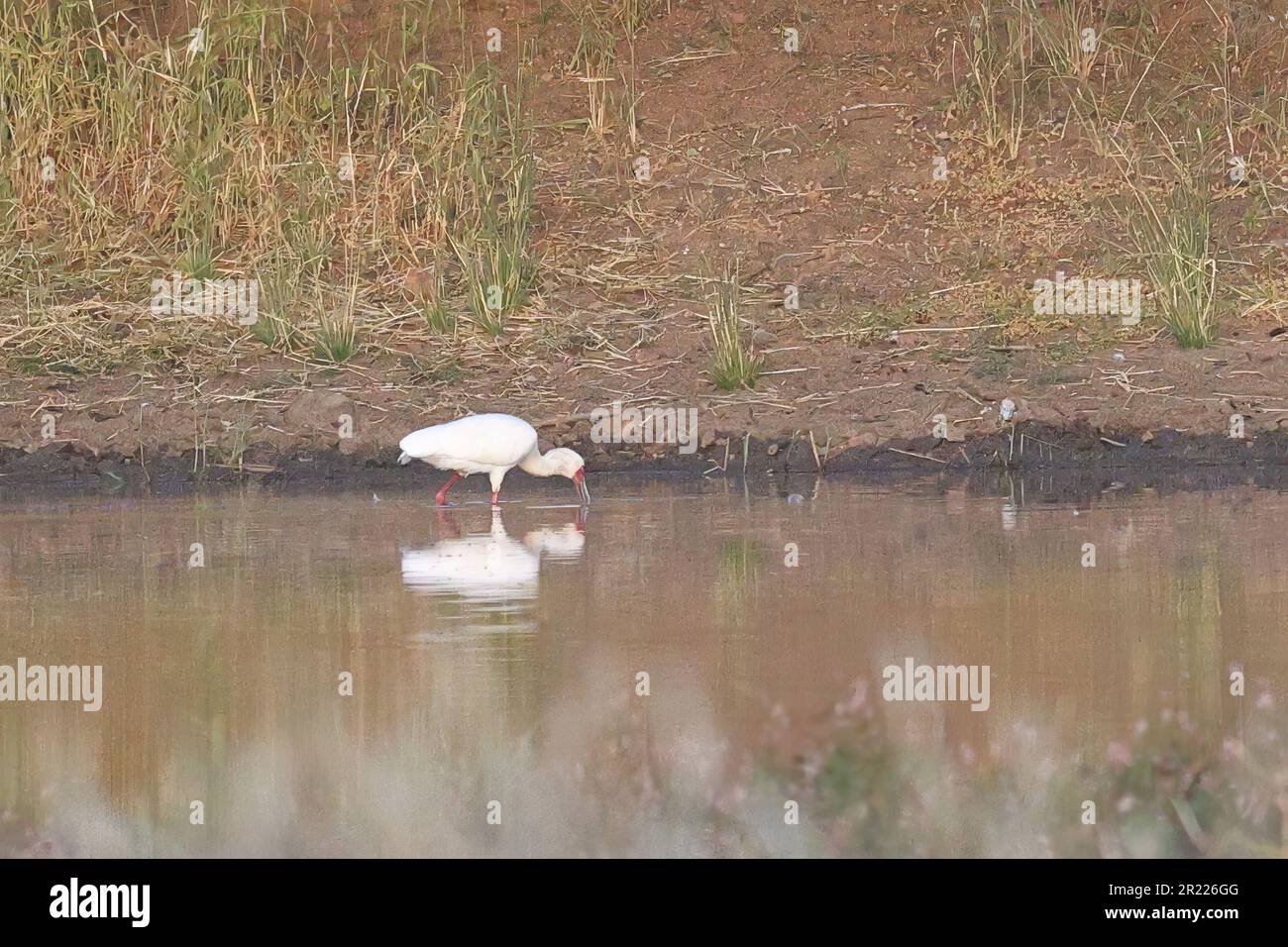 White spoonbill in tree hi-res stock photography and images - Alamy