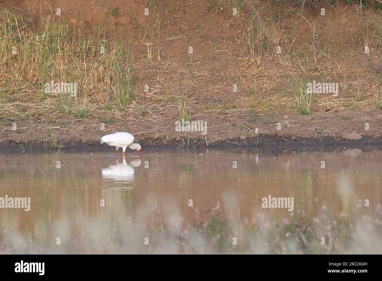 spoonbill standing in a lake Stock Photo - Alamy