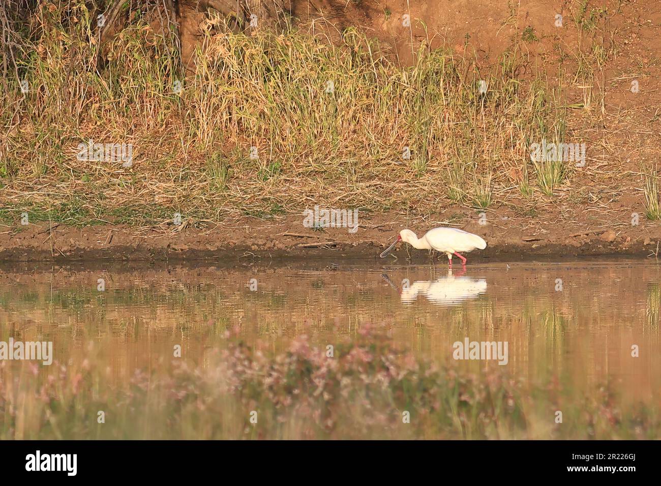 White spoonbill in tree hi-res stock photography and images - Alamy