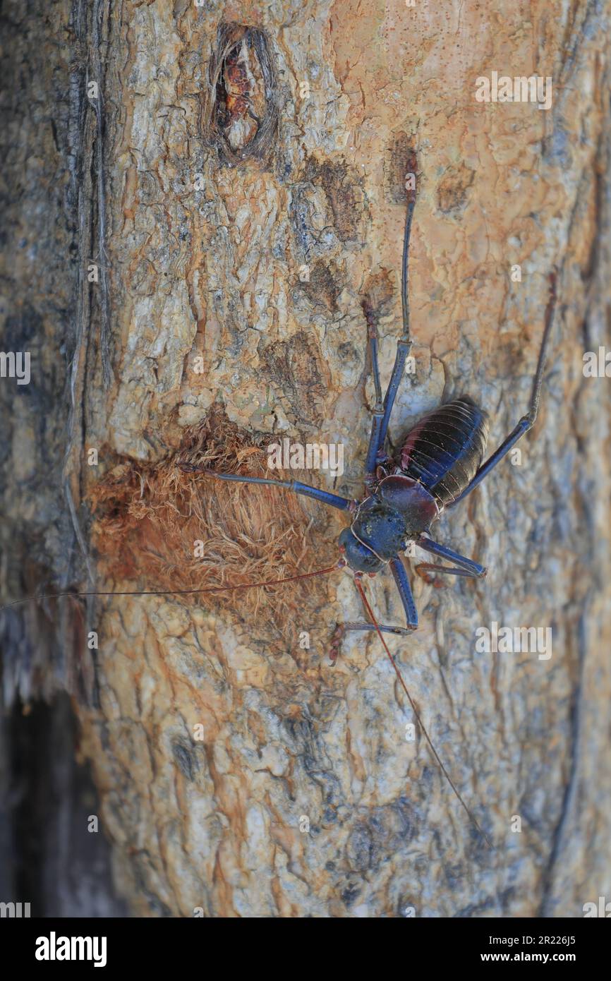 close up of a cricket on a tree in namibia Stock Photo