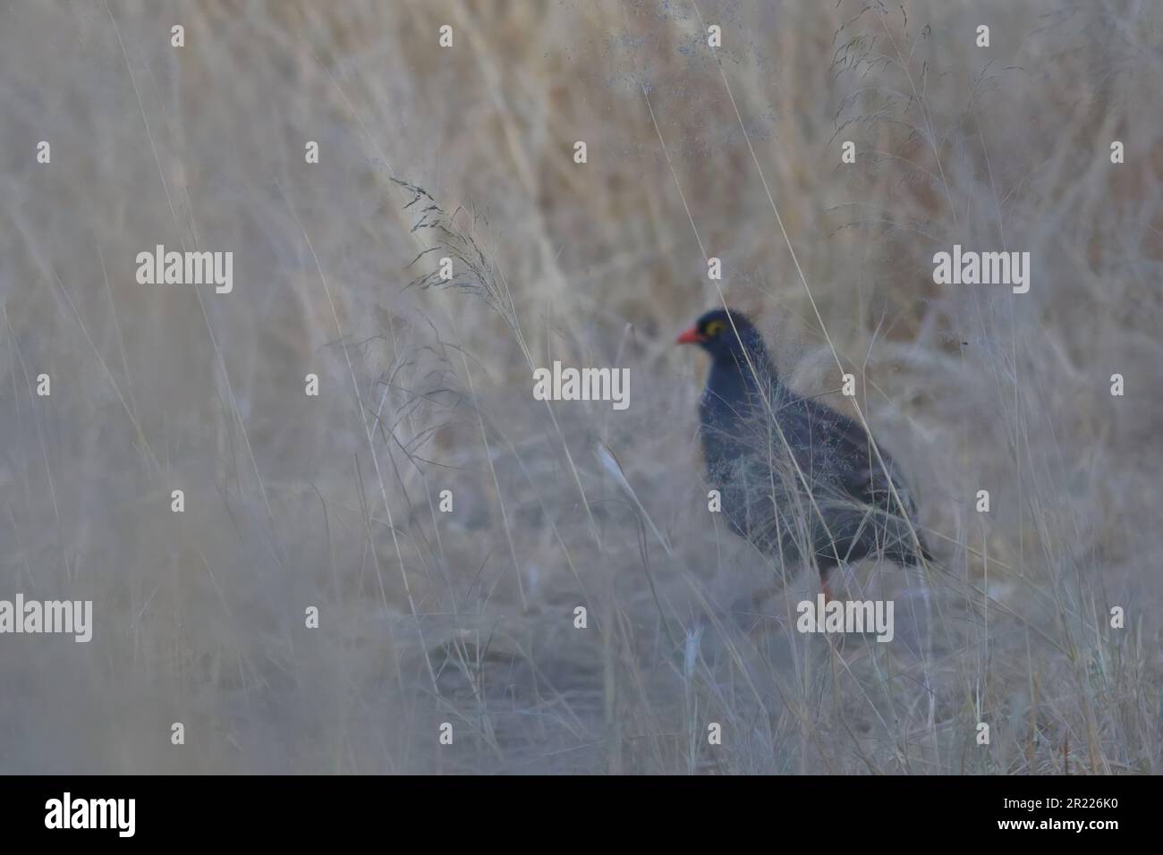 red-necked francolin in the grass Stock Photo
