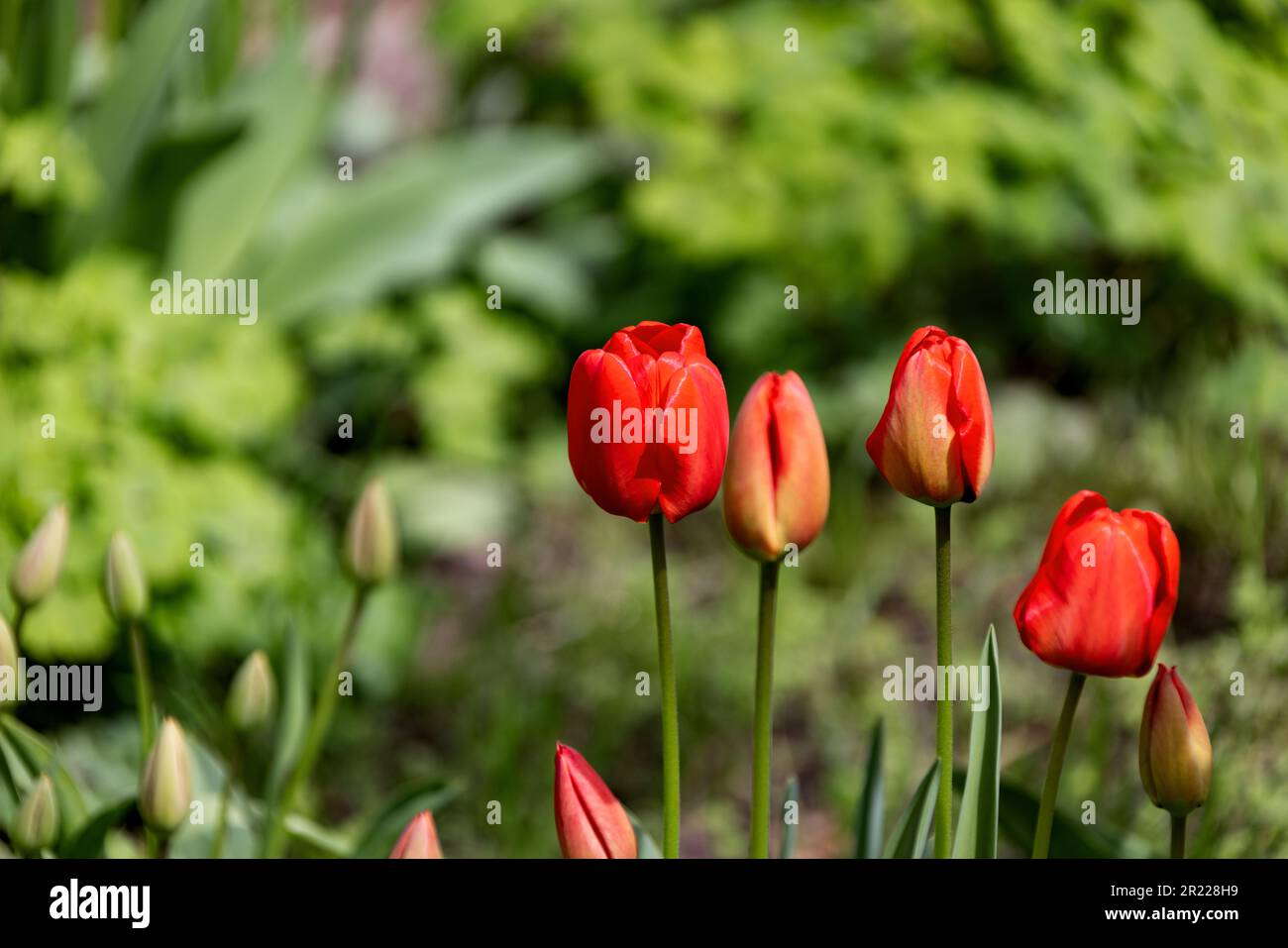 Colorful spring flower bed with colorful tulips. Flowerbed with red and ...