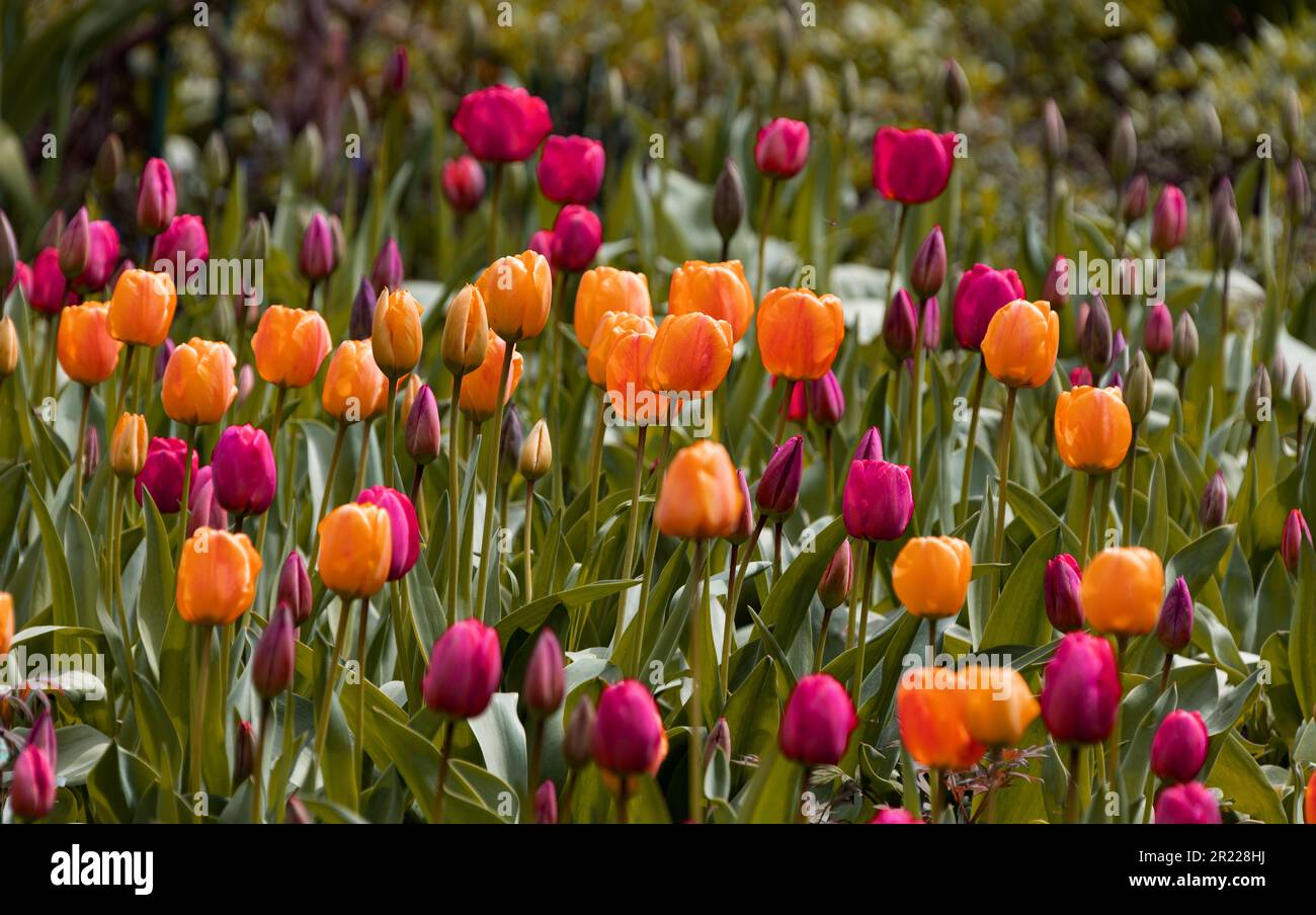 Colorful spring flower bed with colorful tulips. Flowerbed with red and ...