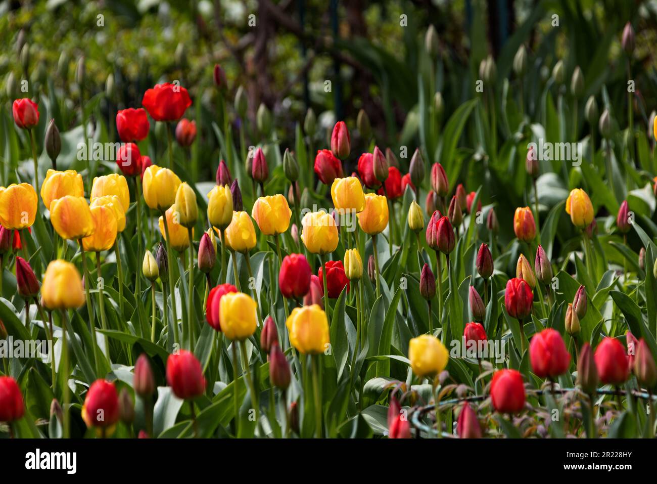 Colorful spring flower bed with colorful tulips. Flowerbed with red and ...