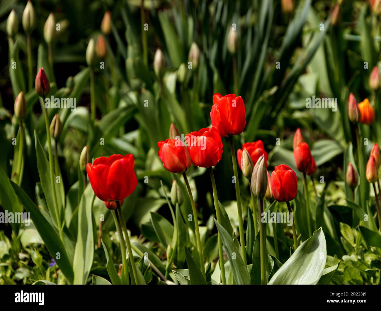Colorful spring flower bed with colorful tulips. Flowerbed with red and ...